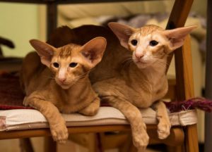 Ориентальная кошка: советы по уходу за утонченной красавицей с Востока