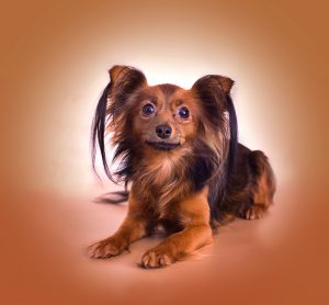 Суетливая и привлекательная собачка Московский Той Терьер длинношерстный: описание и характер породы