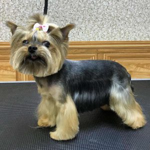 Обзор лучших модельных стрижек для Йорков девочек: цены на груминг и прически