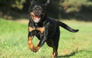 ротвейлер бежит