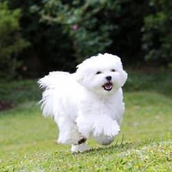 Описание болонки