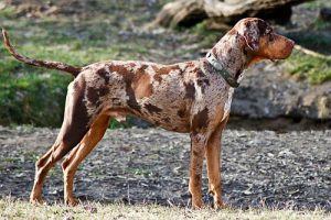 Порода луизианская леопардовая катахулы: питомец с происхождение от рыжих волков