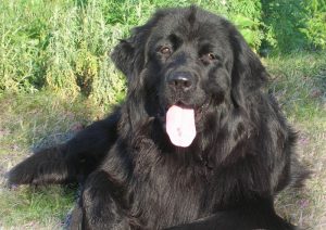 Собака-спасатель московский водолаз: характеристика породы