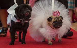 свадебный наряд мопсов