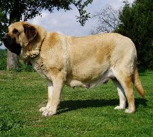 Mastiff_ispan