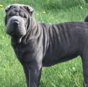 Шарпей: красота домашнего любимца не зависит от цвета шерсти