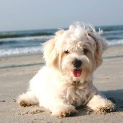 Характер болонки