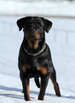 Сколько живут представители этой породы