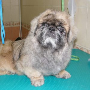 Одно из самых частых заболеваний у Пекинеса выпадают глаза: симптомы и лечение недуга