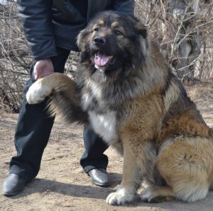 Мохнатый и умный охранник очага Кавказская овчарка: характер и отзывы