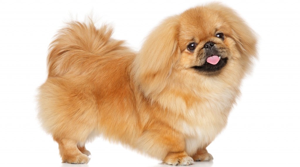 Список лучших и индивидуальных кличек для Пекинесов мальчиков и девочек