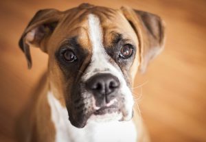 немецкий боксер