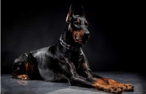 доберман лежит