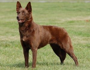 келпи в стойке