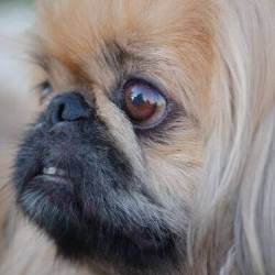 пекинес глаза