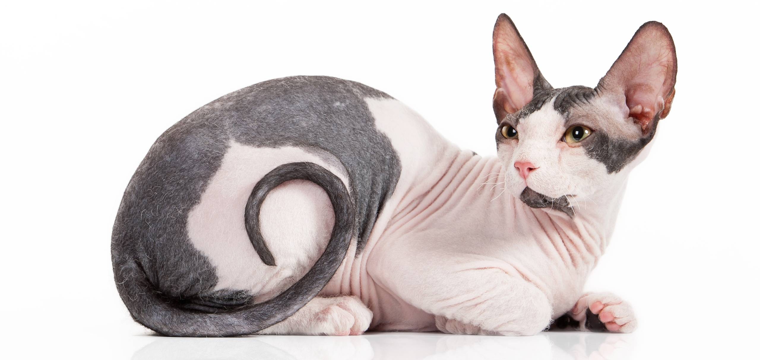 Уникальная и очень редкая порода кошек Велюровый Сфинкс: описание и характер