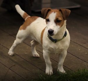 Обаятельные и преданные питомцы Джек Рассел терьер: стандарт породы, размеры и вес