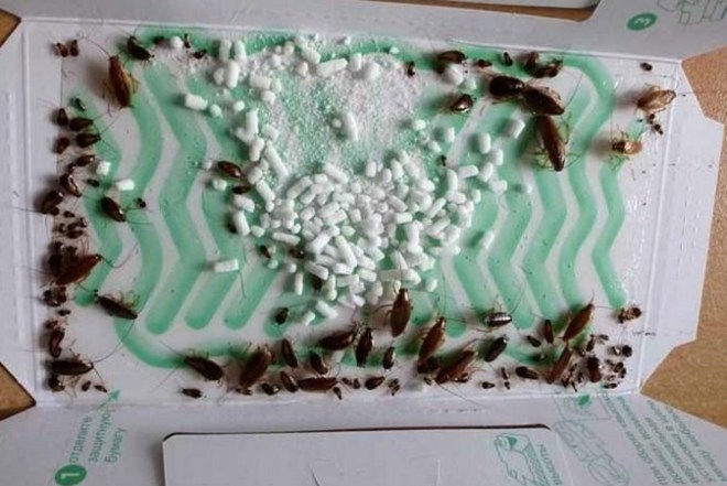 ловушка для тараканов