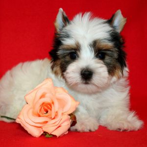 Длинношерстная комнатная собачка Бивер Йоркширский терьер: описание породы и отзывы владельцев