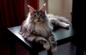 Загадочные домашние рыси мейн кун: особенности породы, характер кошек, советы по уходу