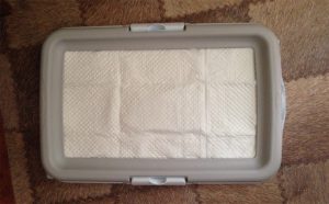 Рекомендации по приучению чихуахуа к лотку или пелёнке