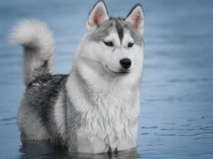 Внешние характеристики хаски: вес, рост, размеры