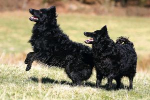 Знакомимся с муди: собака с задорным, веселым нравом