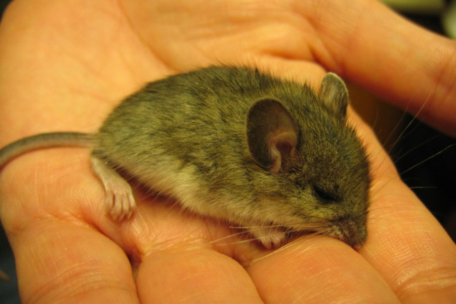 мышь на ладоне