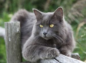 Нибелунг: что представляет собой эта редкая порода котов