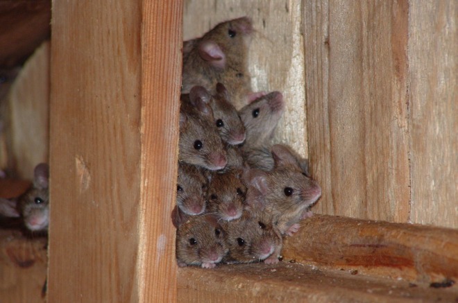 много мышей