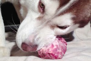 Особенности питания хаски: рекомендации по составлению рациона в домашних условиях