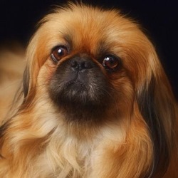 рацион пекинеса