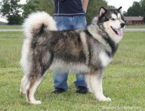 Пушистый великан: маламут аляскинский, описание породы