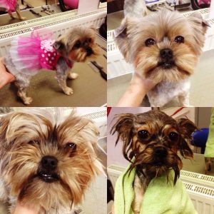 Обзор лучших и оригинальных причесок для Йорков: советы по стрижке и фото