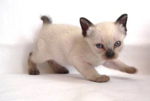 Вечный котенок скиф тай дон (скиф той боб, той боб): знакомимся с породой