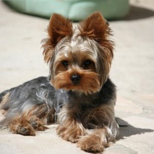 Обаятельный и жизнерадостный питомец Йоркширский терьер: характеристика породы и сколько живут?