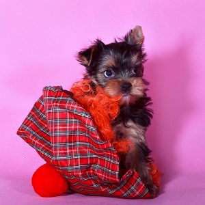 Неутомимая и невероятно смелая кроха Йоркширский терьер: описание породы, сколько стоит?