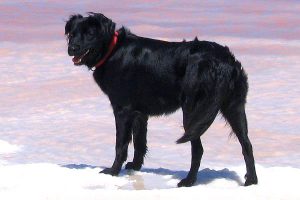 длинношерстная майорксая овчарка