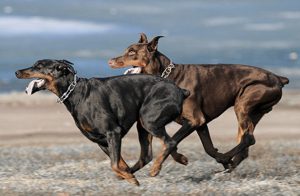 доберманы на прогулке