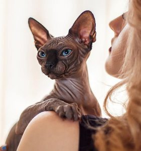 Выбираем оригинальные имена для Сфинксов мальчика и девочки: описание породы