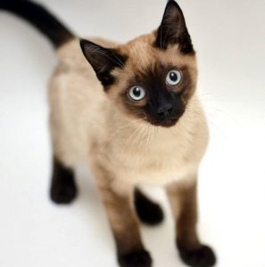 Топ лучших и уникальных имен для Сиамского кота и кошки: как назвать домашнего любимца?
