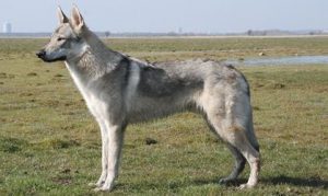 Виды и разновидности овчарок