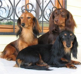 Содержание в квартире