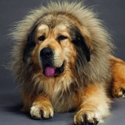 Как выглядит тибетский гигант