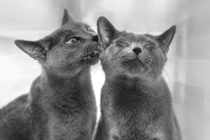 Царственная русская голубая кошка: характер и содержание домашнего питомца