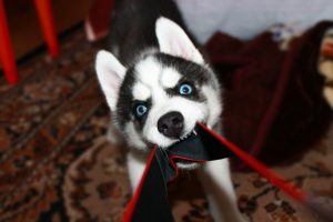 Как живет хаски в квартире: к чему быть готовым, мнение владельцев