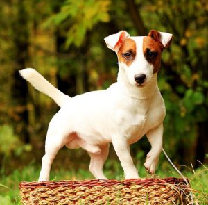 Охотничий шустрик из Британии все о Джек Рассел терьерах: сколько живут и стоят?