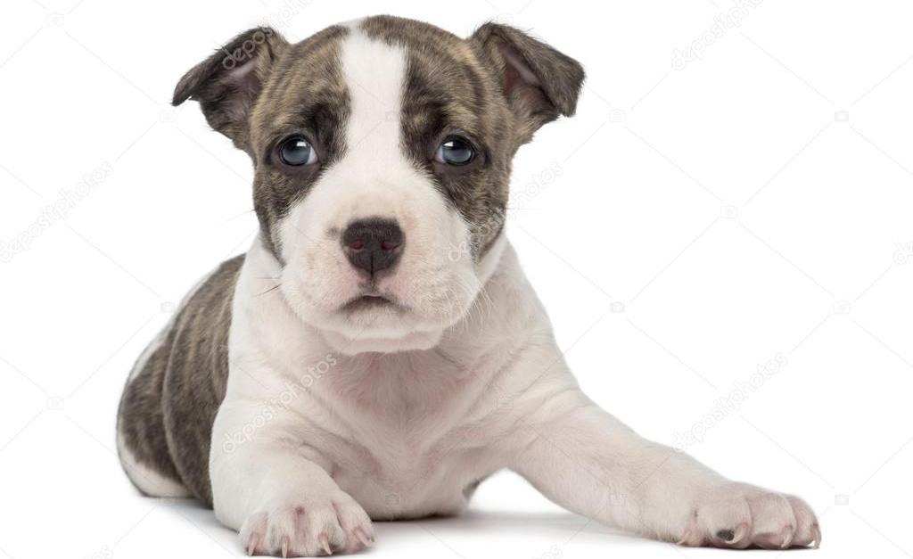 Невероятно сильная и ласковая порода собак Стаффордширский Терьер: характер и воспитание