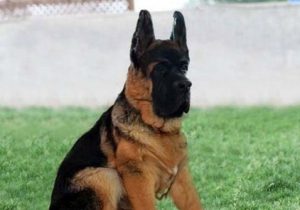 щенок китайской овчарки