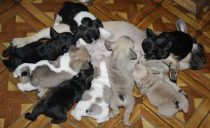 щенки с мамой